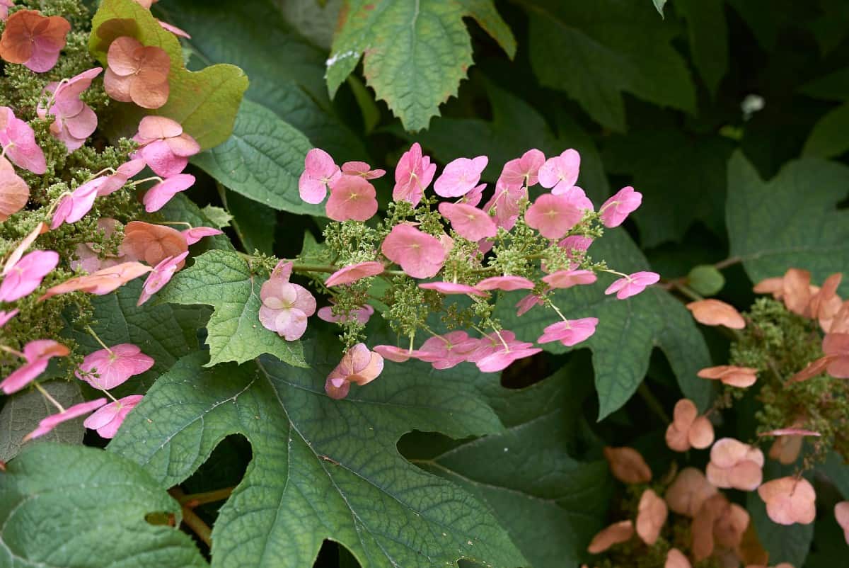 Oakleaf hydrangeas are attractive year-round.