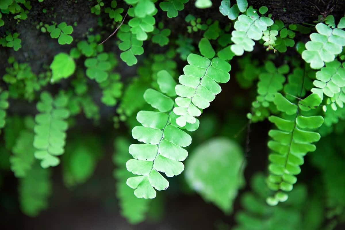 The old world climbing fern has delicate fronds.