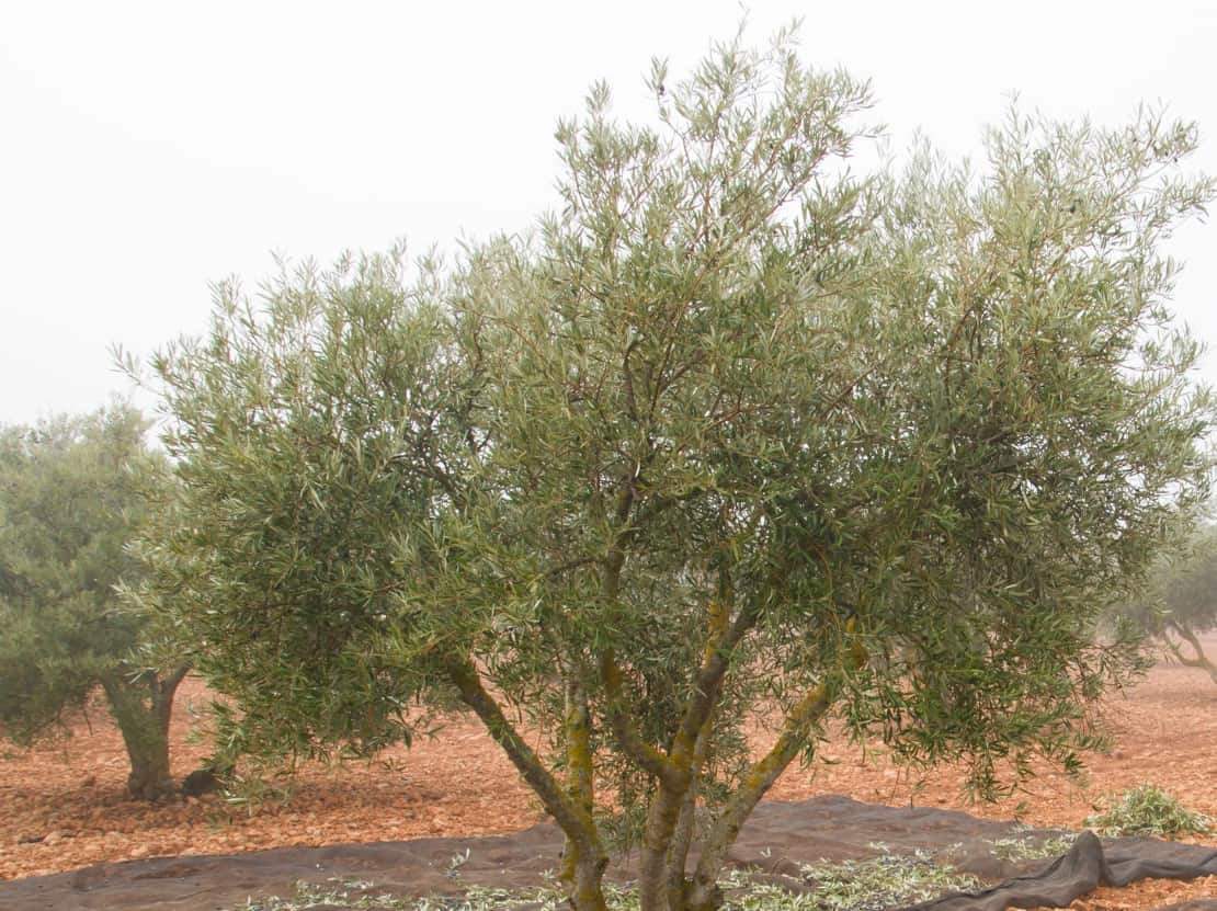 Olive trees can live for years in containers.