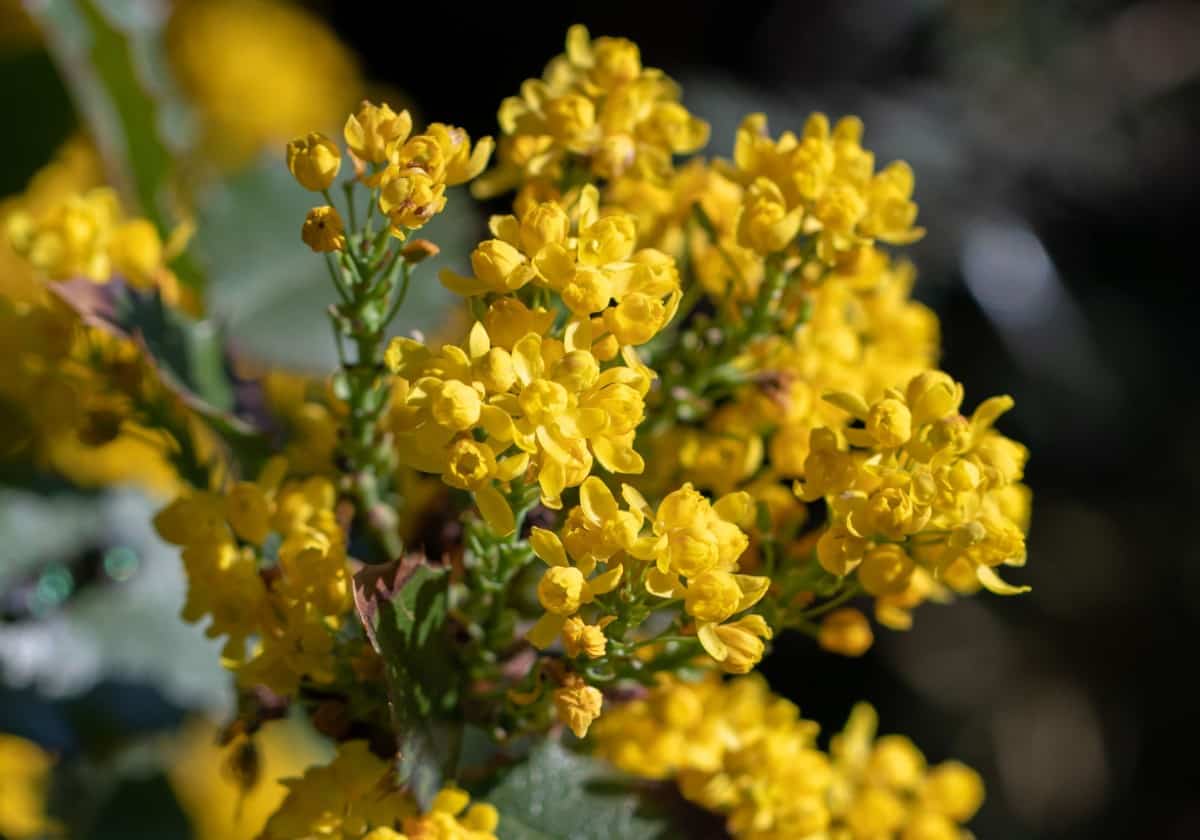 The Oregon grape has the 3 Fs - flowers, fruit, and fragrance.