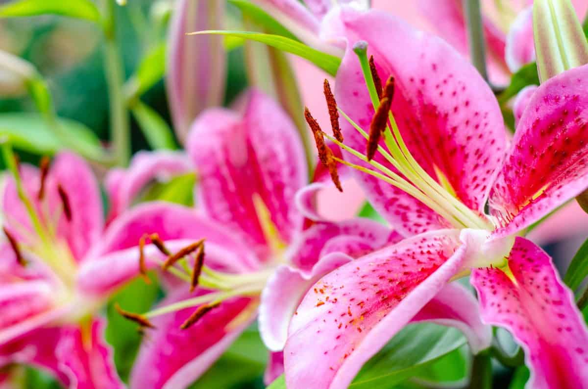 Oriental lilies are the fourth most popular flower across the world.