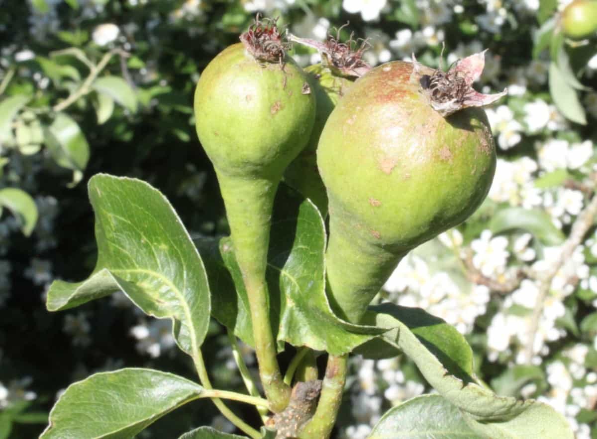 Plant two ornamental pear trees for cross-pollination and a delicious crop of pears.