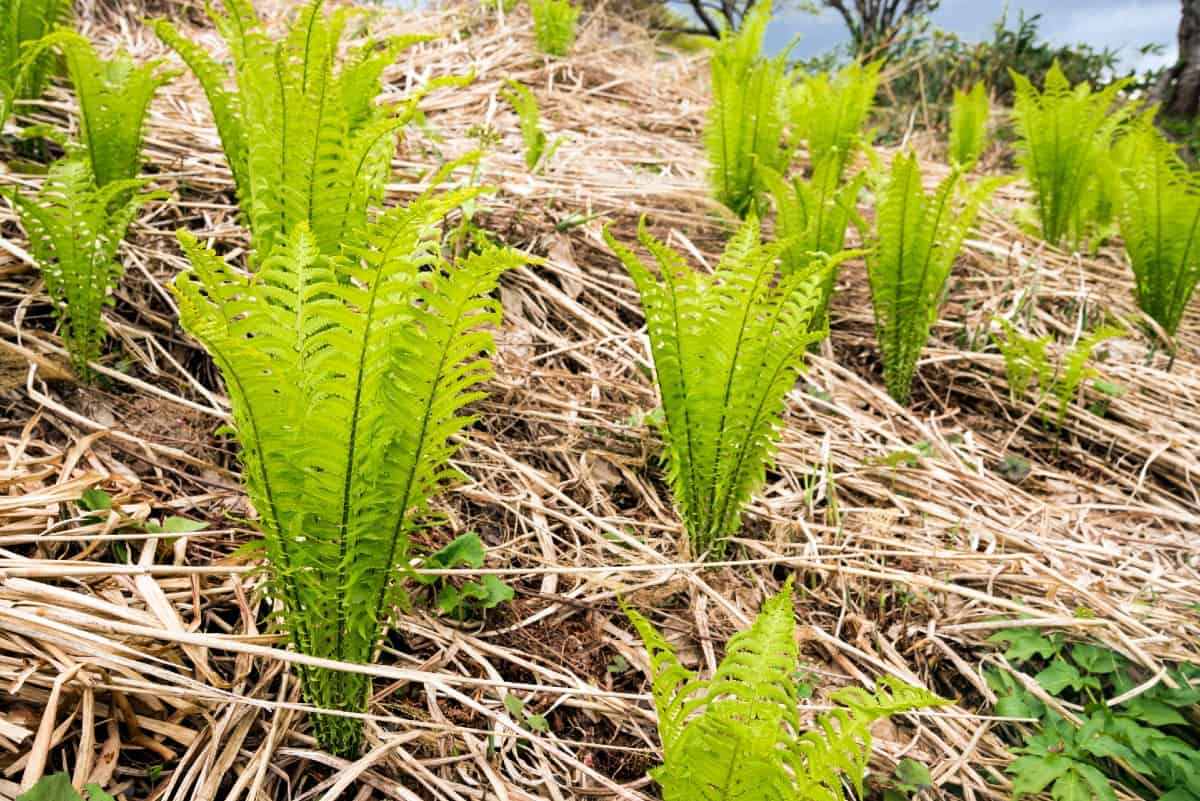Ostrich ferns are different colors in each season.