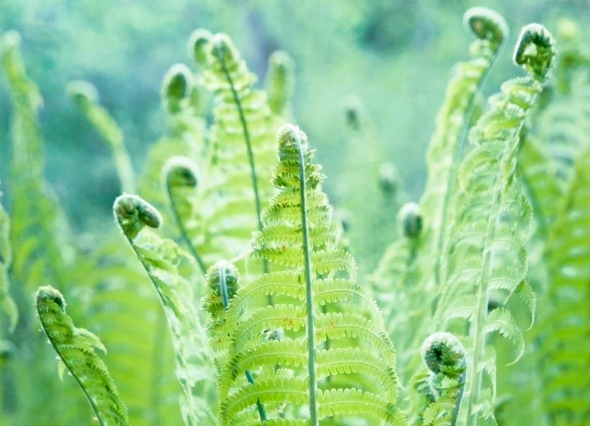 The ostrich fern grows in tall clusters.