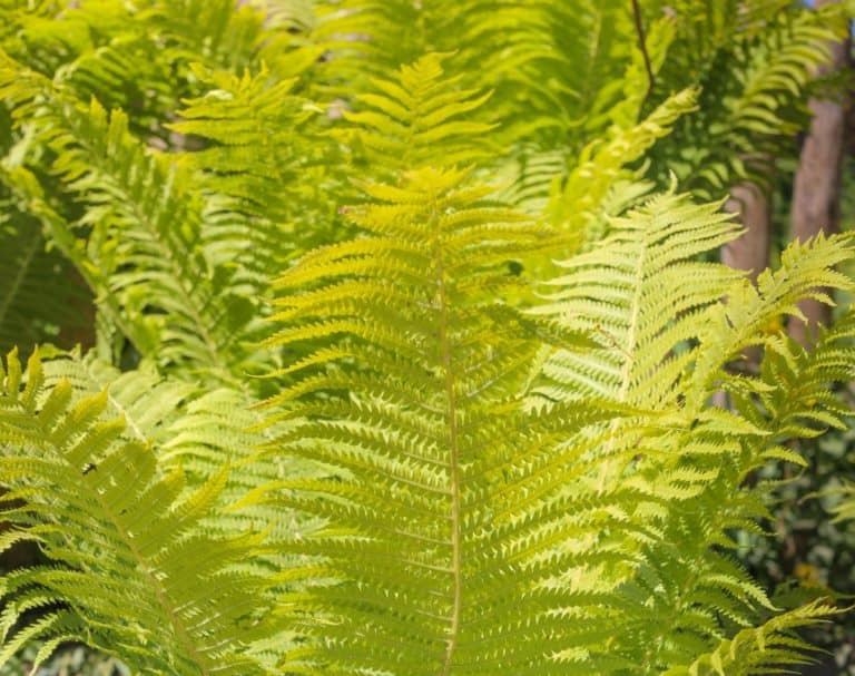 7 HeatTolerant Ferns that Love the Sun