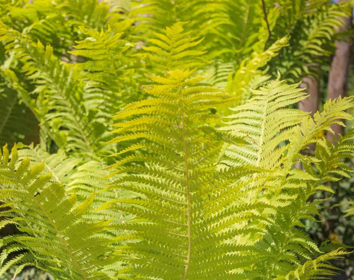 The ostrich fern is a tall, sun-loving plant.