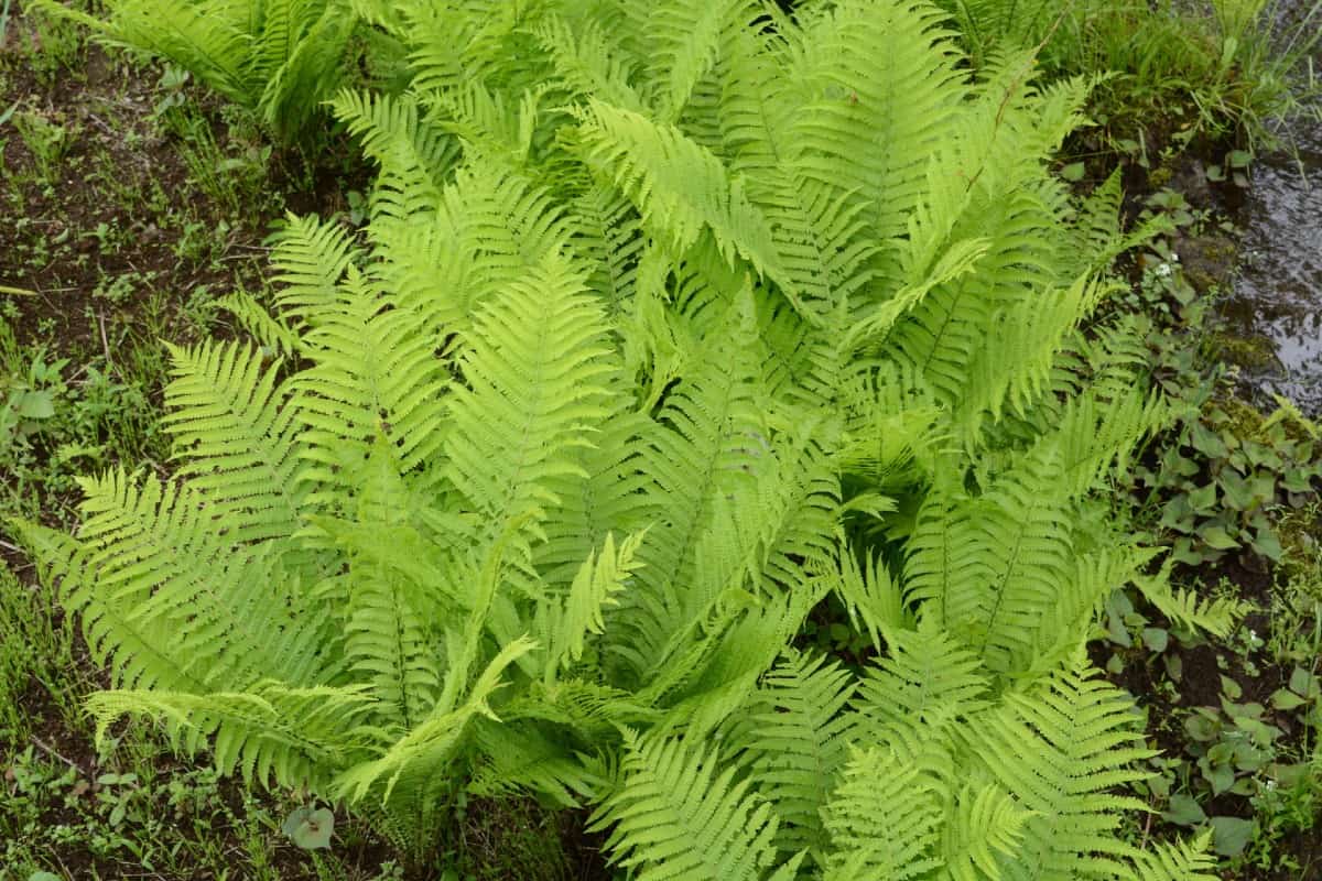 Ostrich ferns have attractive plumes.