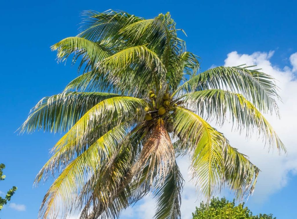 A palm tree is the perfect shady shrub for the poolside.