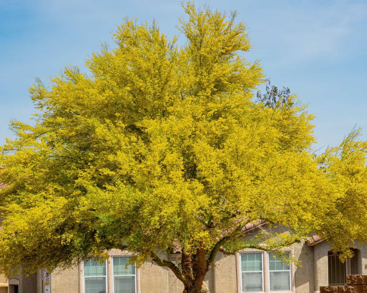 Palo verde trees are highly drought-tolerant.