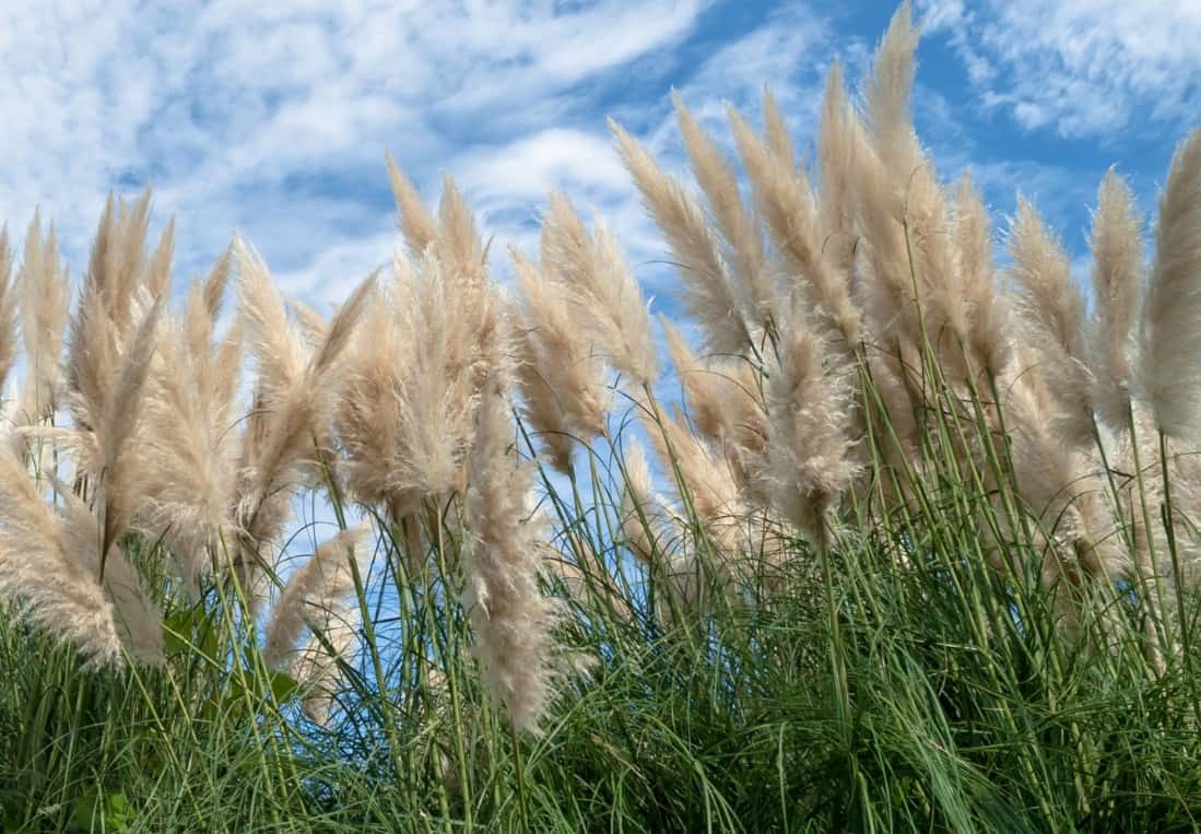 The showy flowers of pampas grass are easily recognizable.