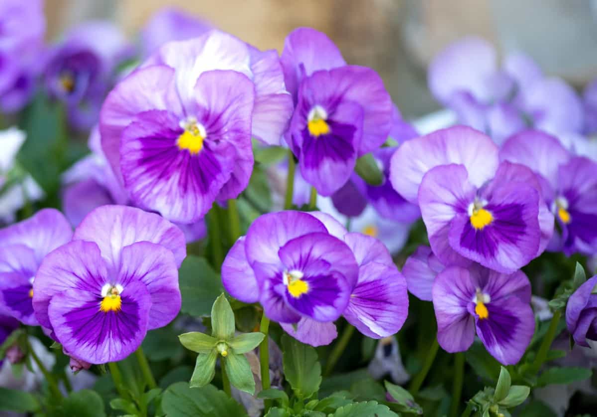 Pansies are cool-weather flowers that come in a variety of bright colors.