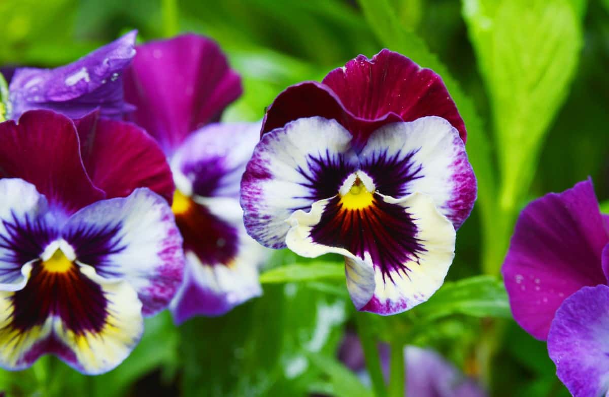 The pansy is a pretty, cool weather flower.