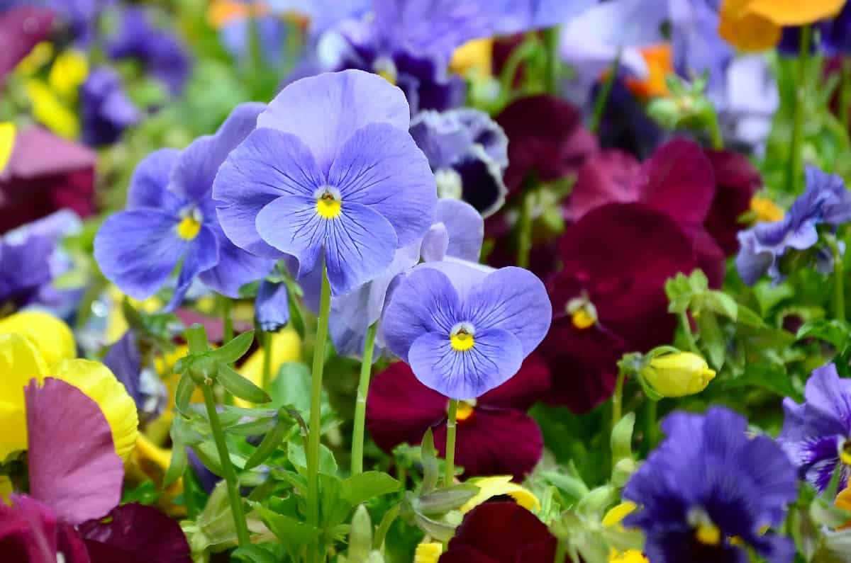 The pansy is a popular cool weather flower.