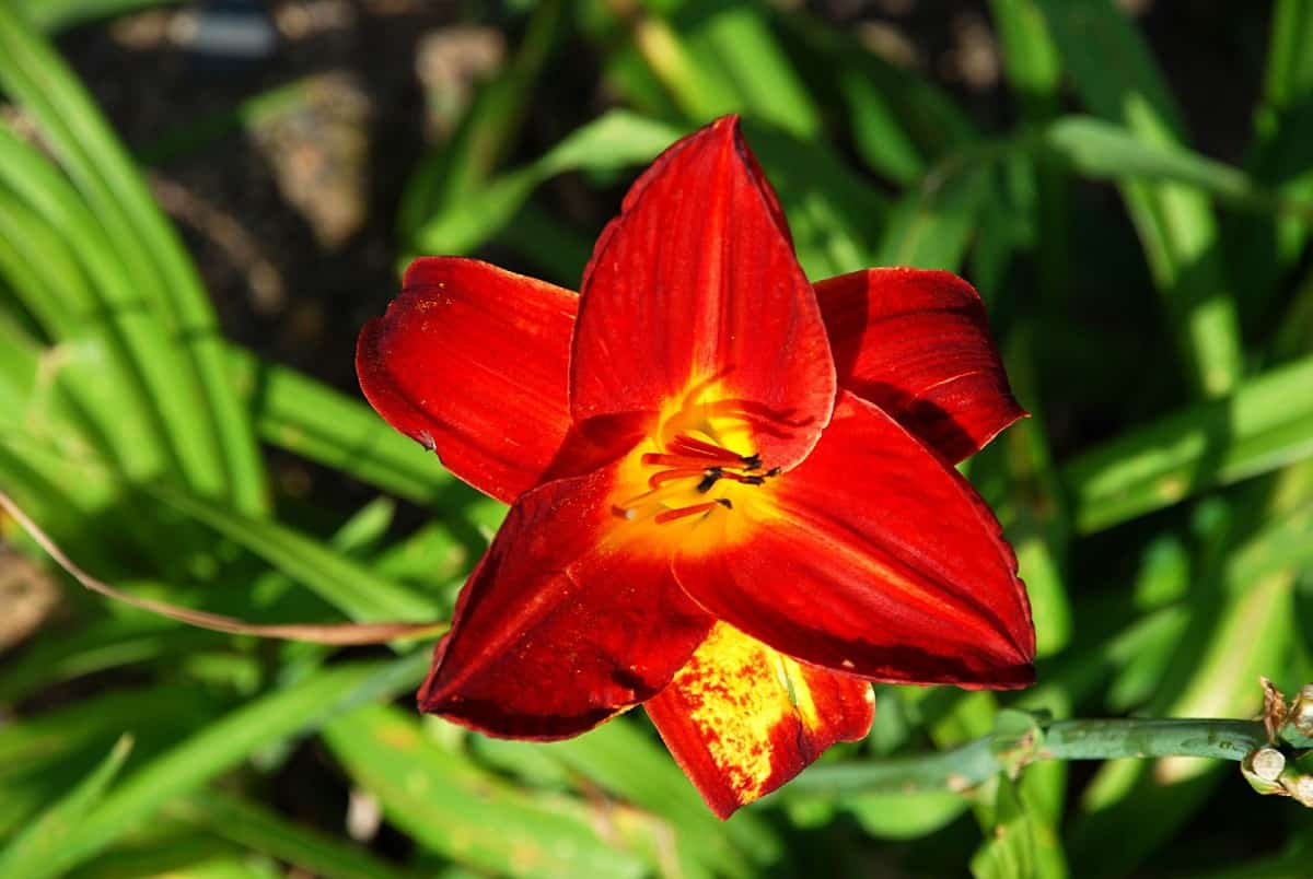 Pardon Me daylily reblooms with brilliant burgundy-red flowers.