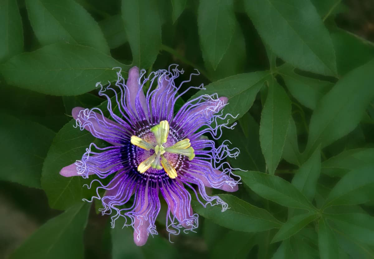 Passionflower is a butterfly host plant vine.