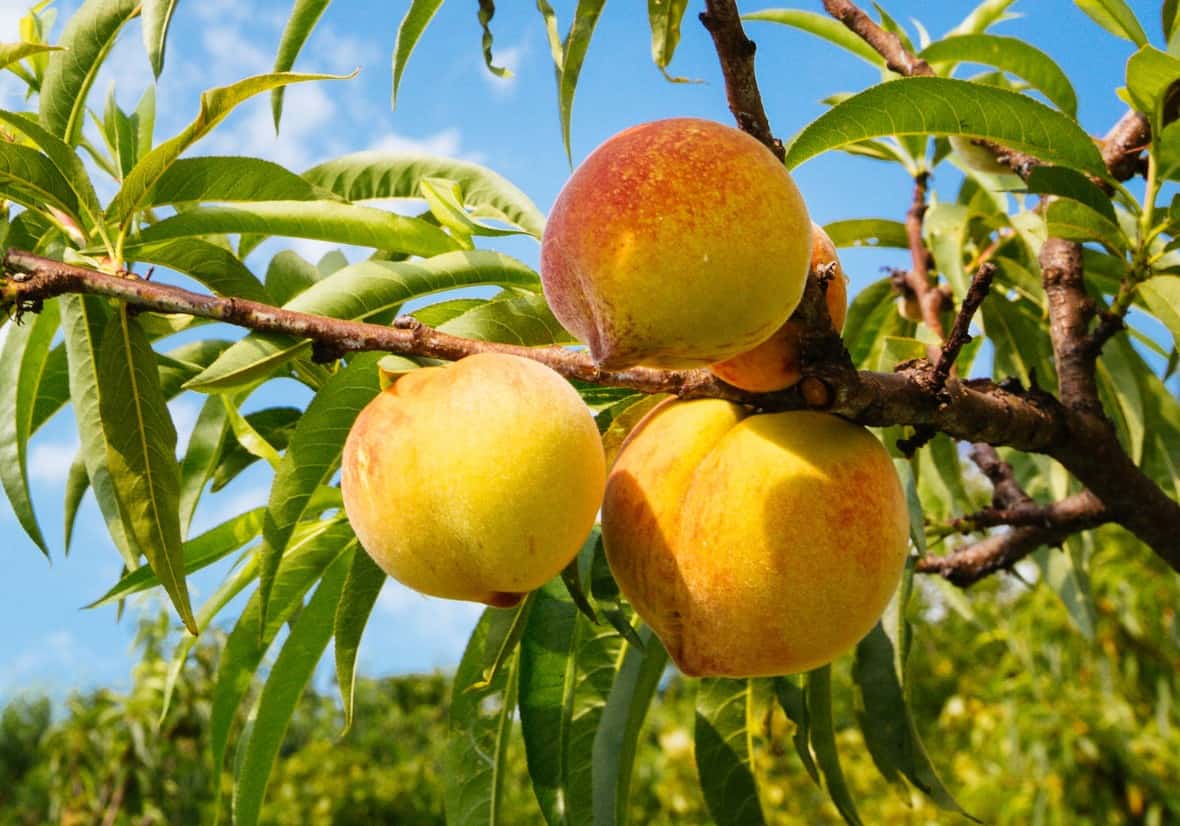 Peach trees need a lot of sun for a bumper crop.