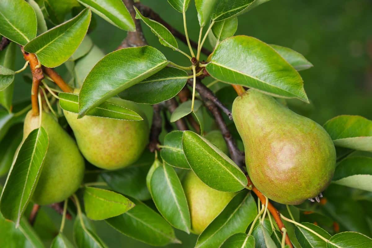 Pear trees are easy to grow and bear fruit quickly.