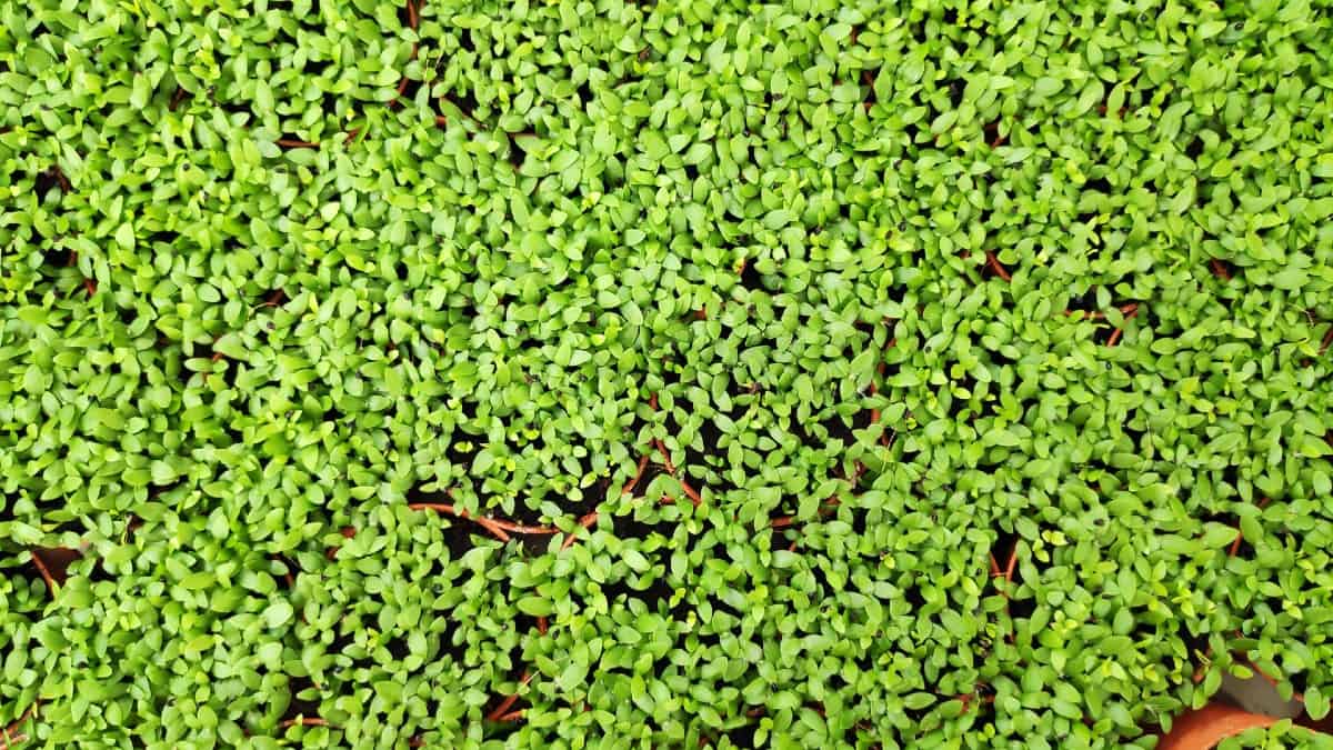 Pearl grass or baby's tears is a moss-like ground cover plant.