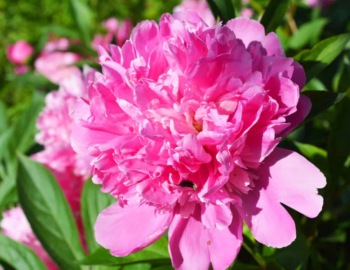 Many gardeners plant peonies for their delightful scent.