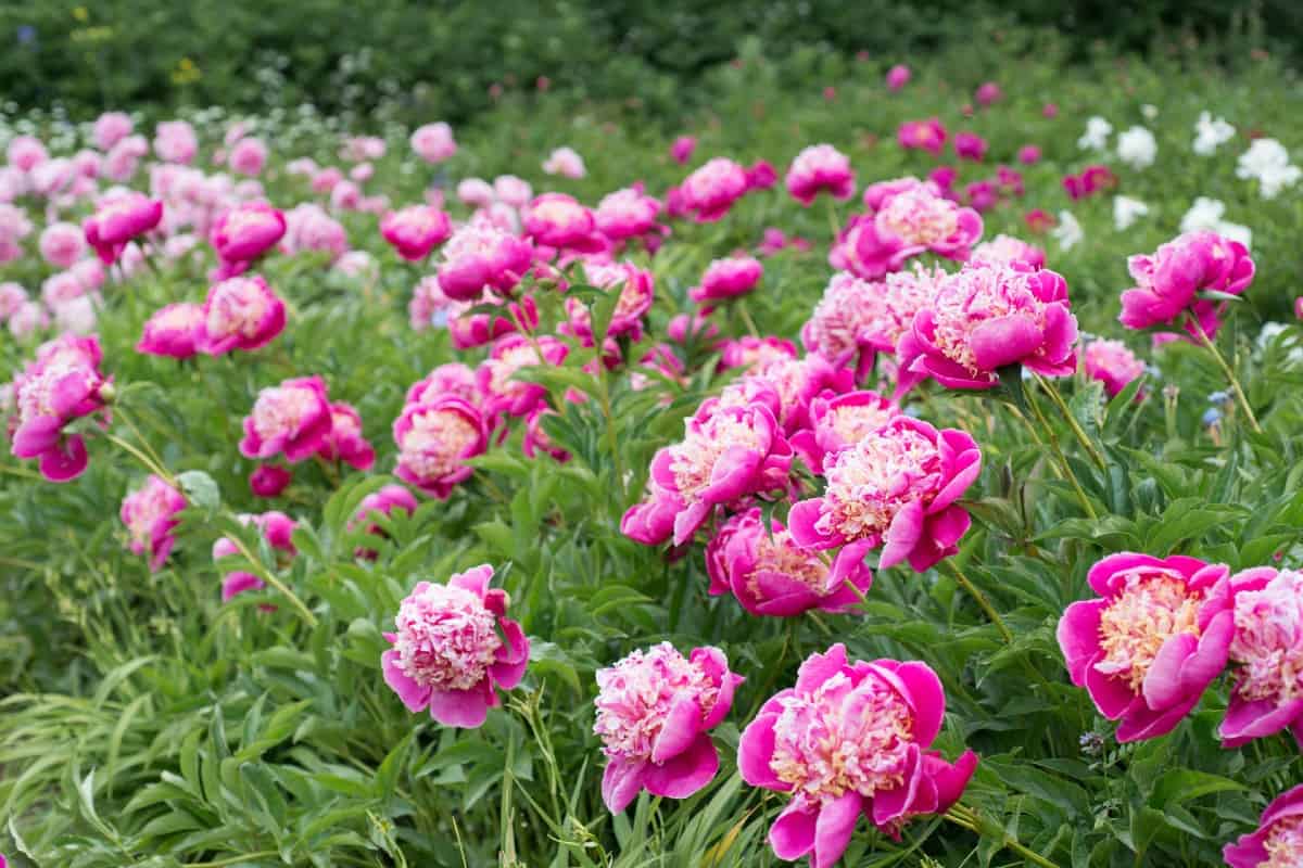 The peony makes an excellent cut flower.