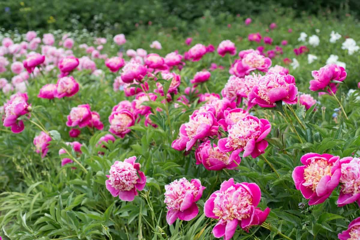 14 Lovely Annuals For Summer Fragrance