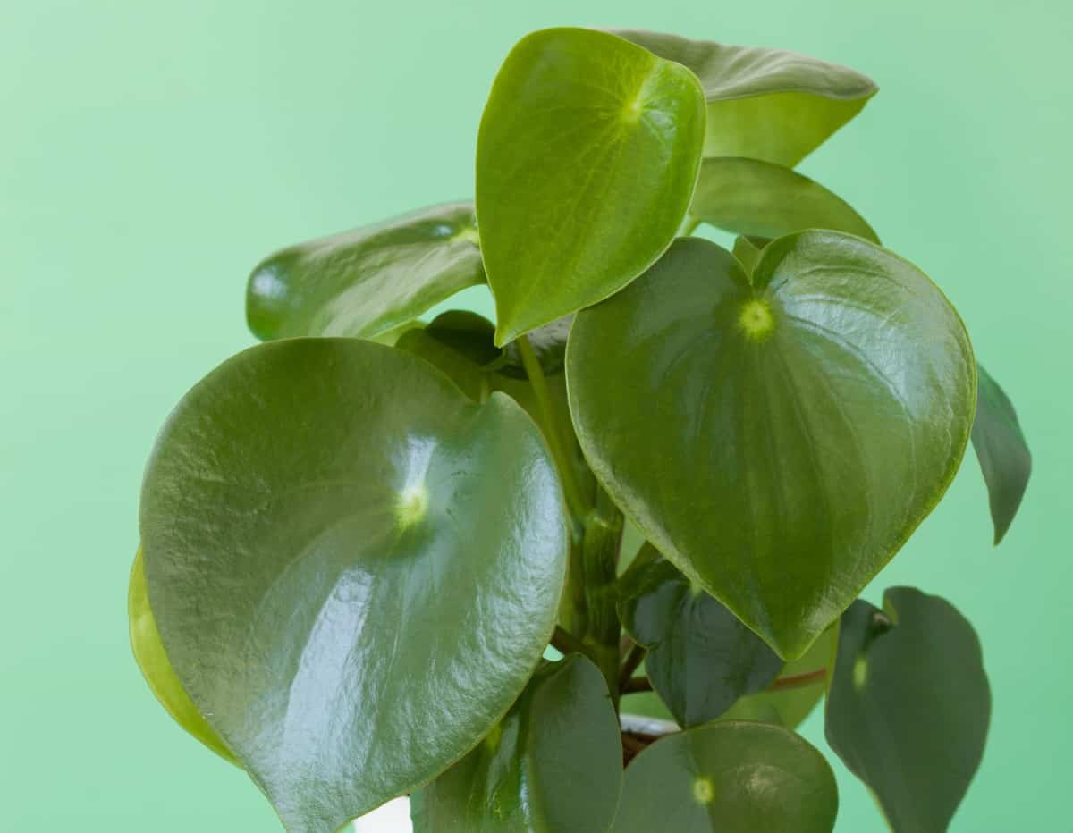 An easy growing plant, peperomia has poisonous leaves.