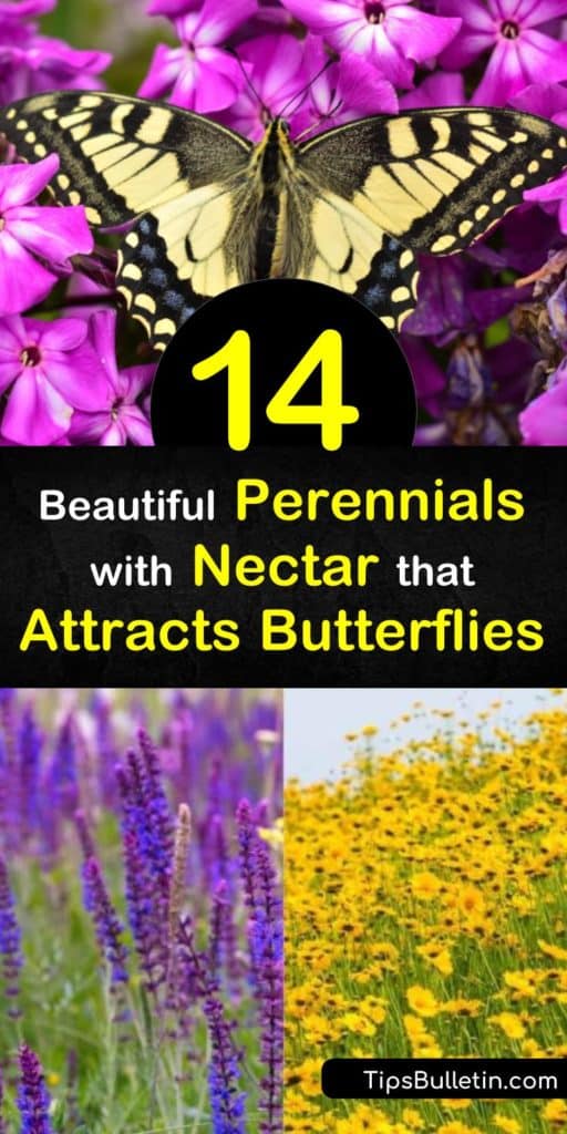 Host plants, such as milkweed, provide a food source for caterpillars. Nectar plants, such as aster, salvia, and butterfly bush work to attract the butterflies. Learn how to use both to create your butterfly garden. #plants #perennials #butterflies #attractingbutterflies