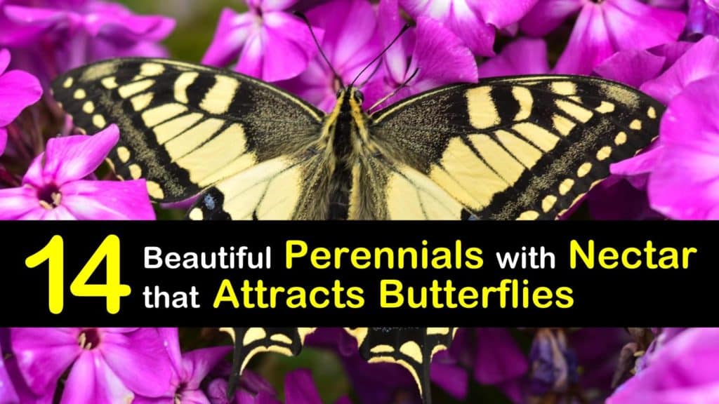 Perennials that Attract Butterflies titleimg1