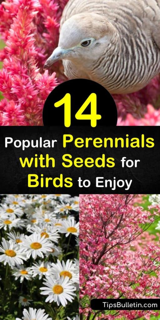 Native plants are natural bird feeders with seed heads that are a food source for goldfinches and other birds. Learn how to draw birds to the yard with seed producing perennials, such as aster, purple coneflower, and black-eyed Susan. #perennialswithbirdseeds #birds #plants