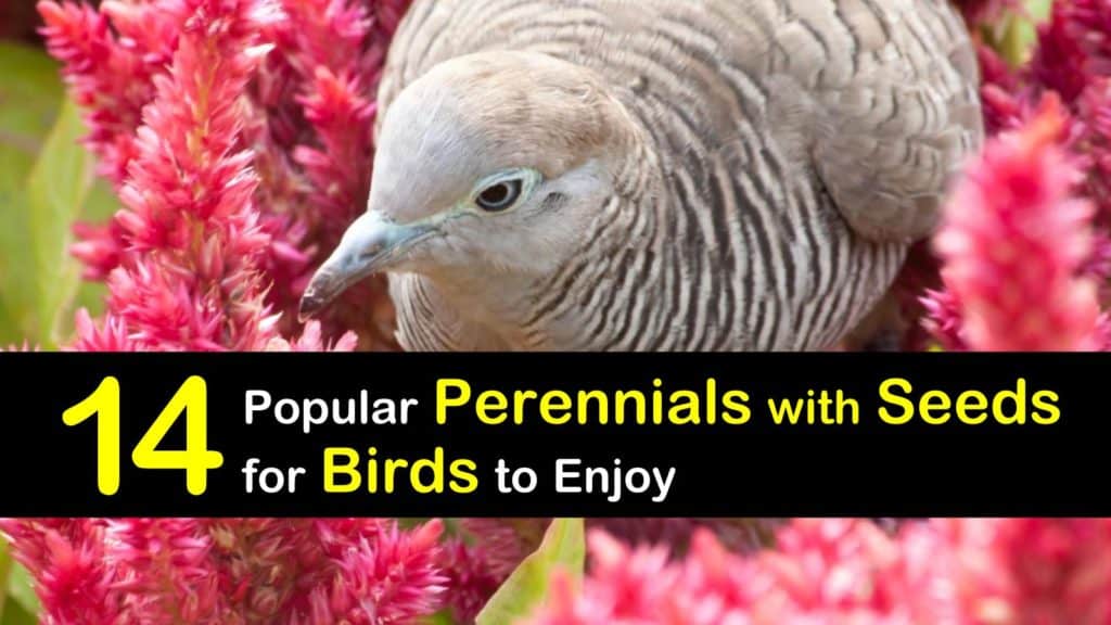 Perennials with Seeds for Birds titleimg1