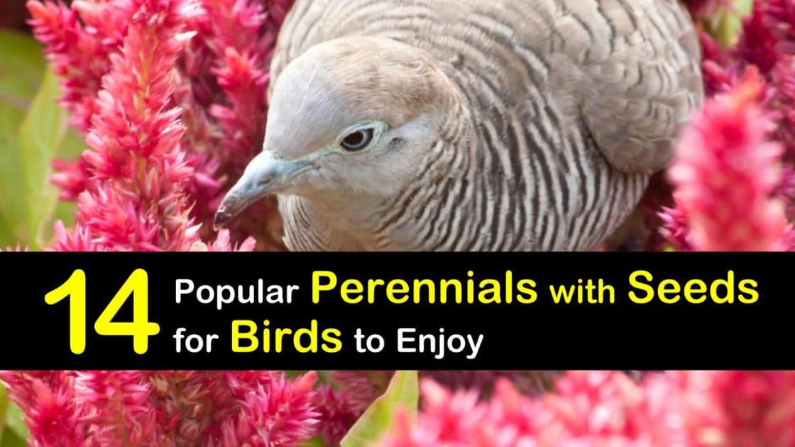 14 Popular Perennials with Seeds for Birds to Enjoy