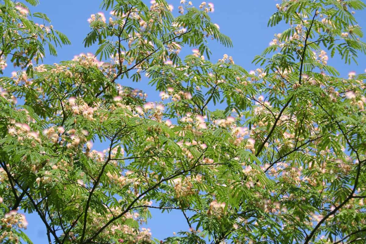 The Persian silk tree or mimosa is invasive and must be kept trimmed.