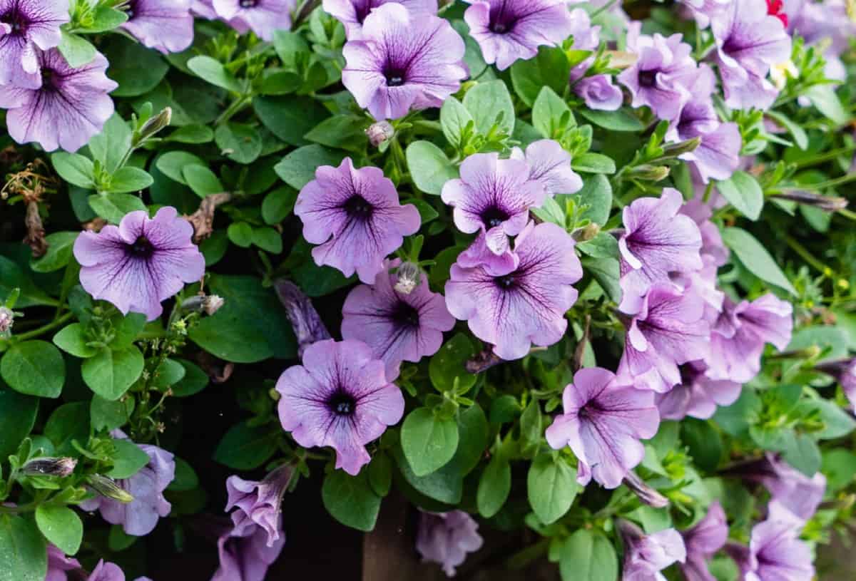 Petunias need a lot of sun.