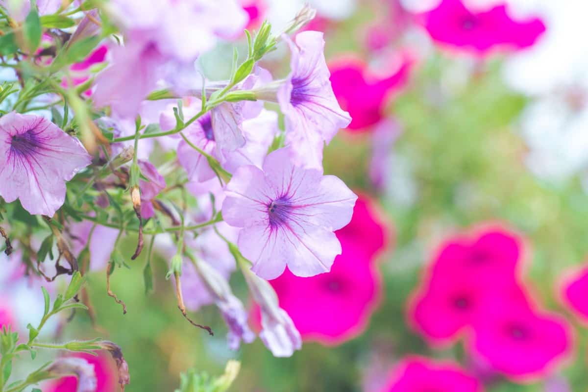 Petunias are popular potted flowers.