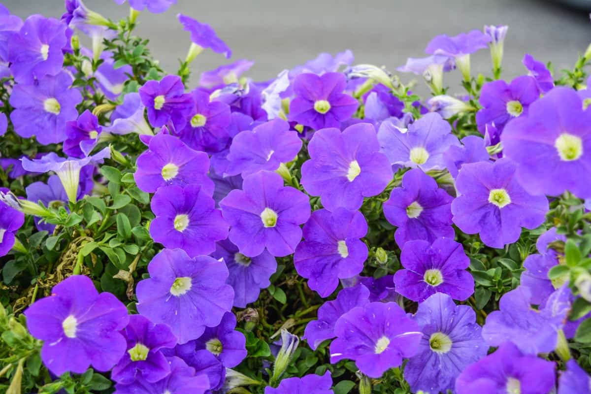 Petunias enjoy containers or an area of the garden.