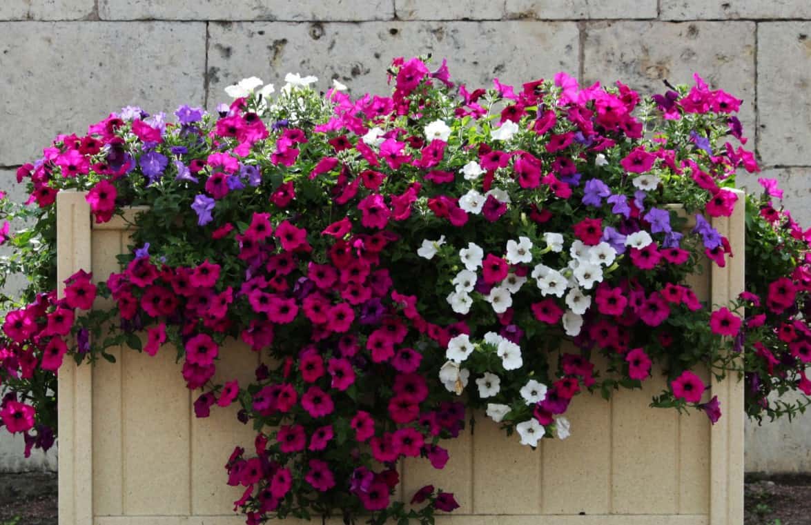 Petunias are popular heat loving annual plants.