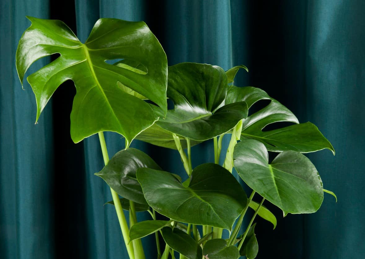 There are many varieties of the popular philodendron plant.