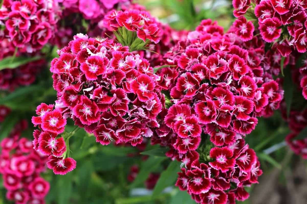 Phlox is a tall perennial plant.