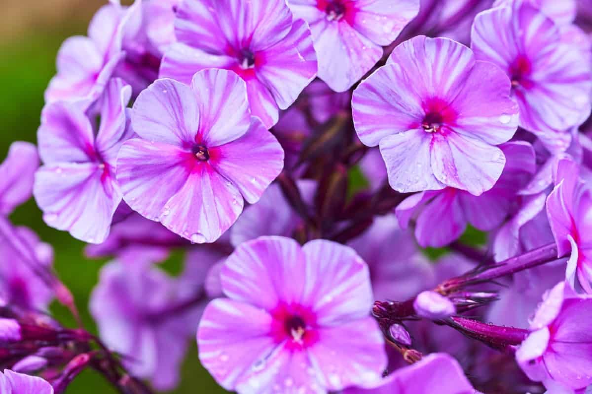 All pollinators love phlox flowers.