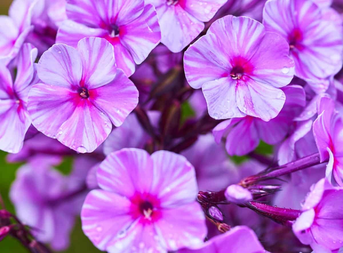 Phlox is highly fragrant.