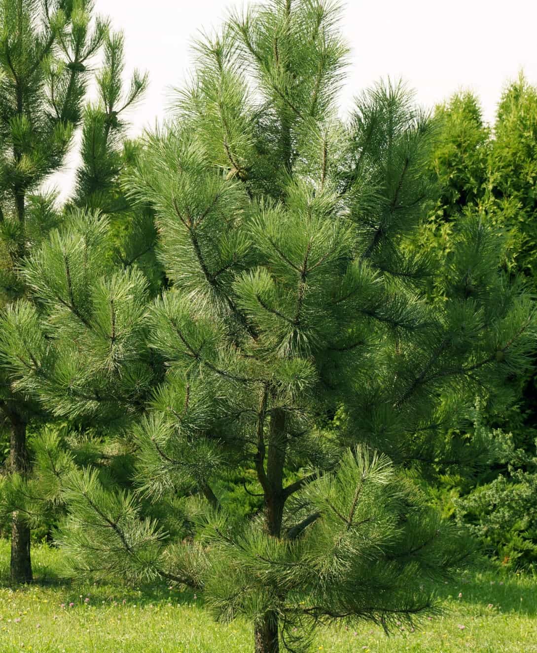 Pine trees provide color all year long.