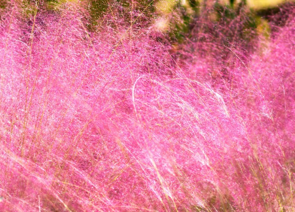 Pink muhly grass has bright pink flower panicles throughout the fall.