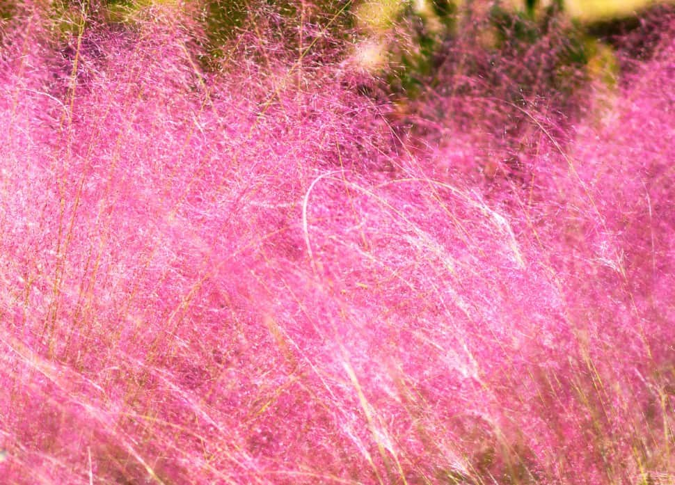 Pink muhly grass has bright pink flower panicles throughout the fall.