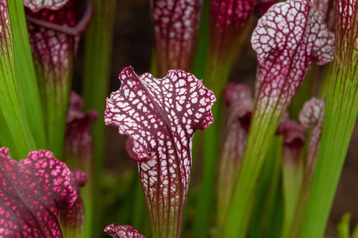 Pitcher plants come in a variety of bright colors.