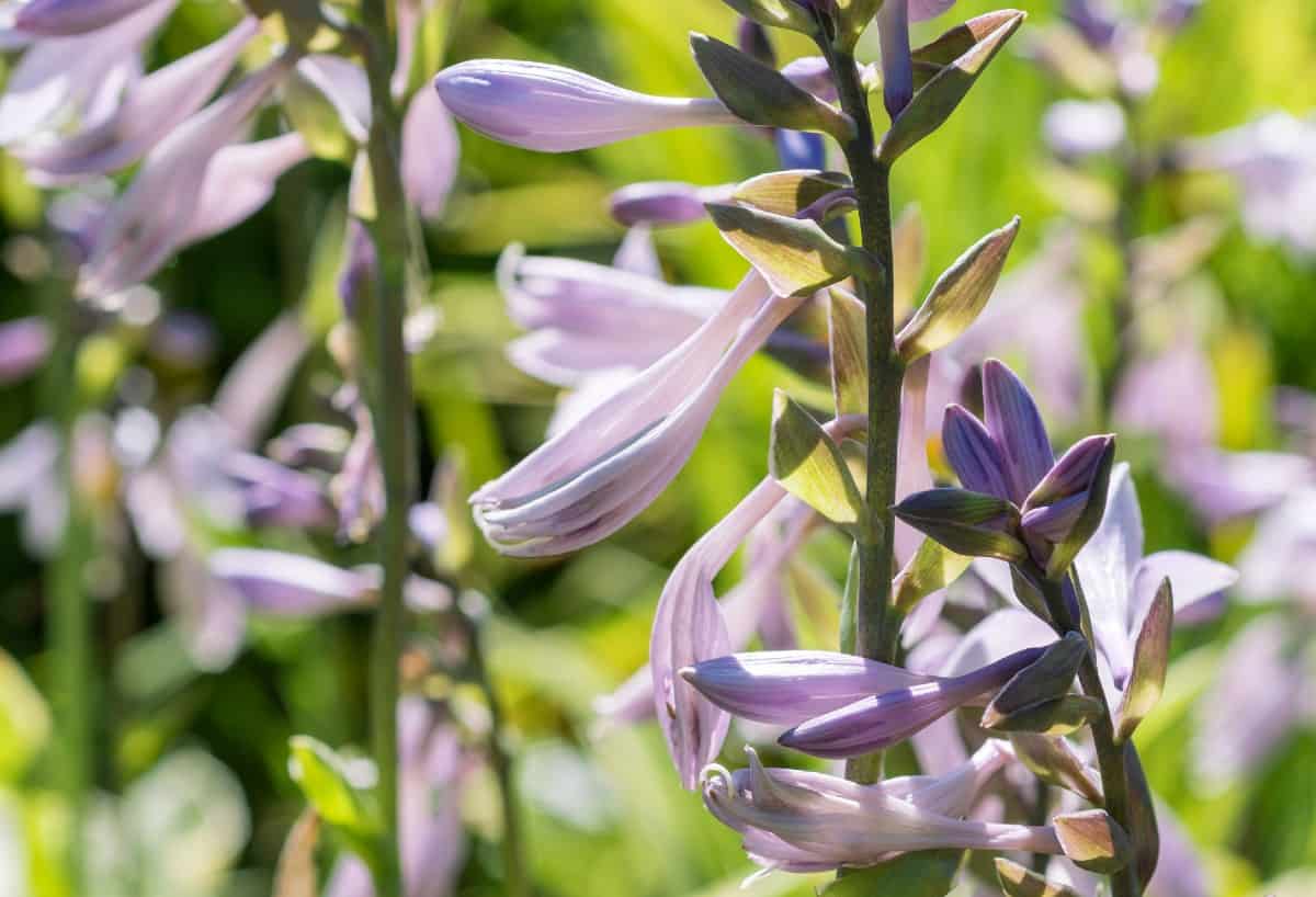 The plantain lily or hosta prefers shade over sun.