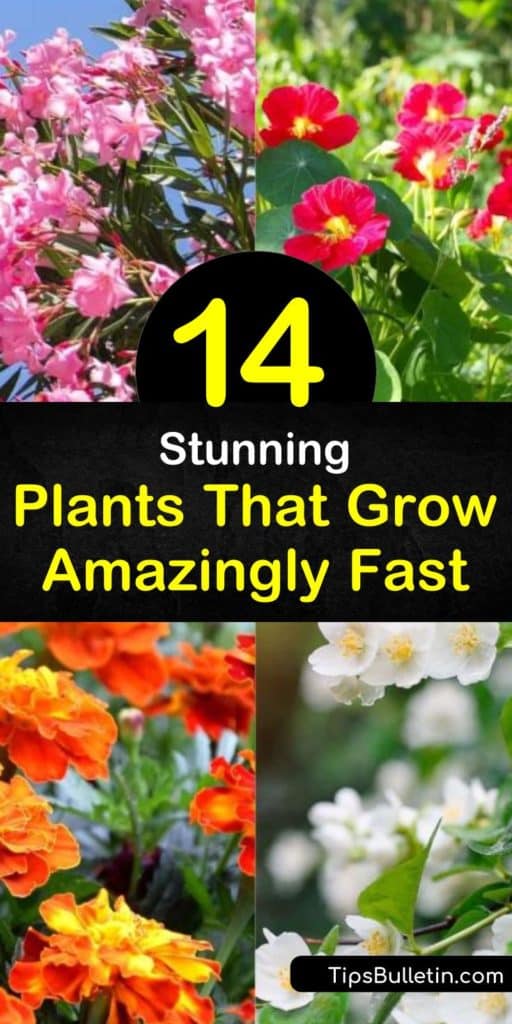 Find plants that grow amazingly fast while adding pops of color to any garden across the United States. Add fast growing plants like marigolds for lovely flowers, or shade trees like sequoias and cottonwood. For warmer climates, try drought-tolerant plants like Aloe and Oleander. #plants #grow #fast