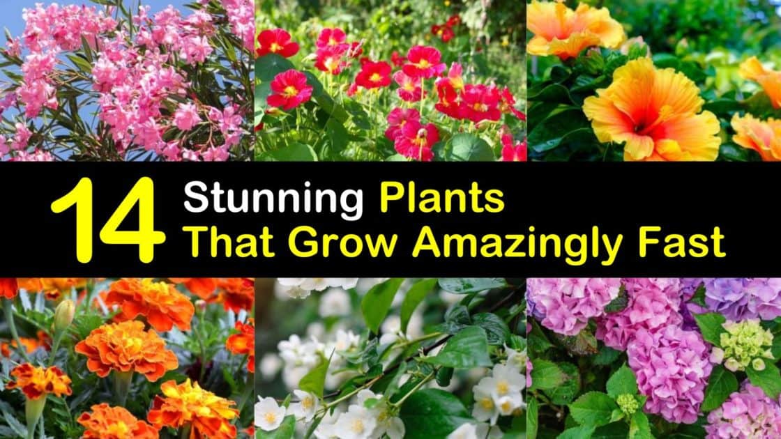 14 Stunning Plants that Grow Amazingly Fast