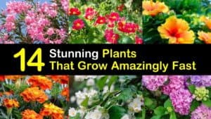 Plants that Grow Amazingly Fast titleimg1