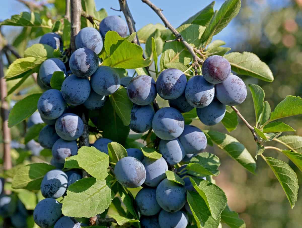 Plum trees have a long harvest time.