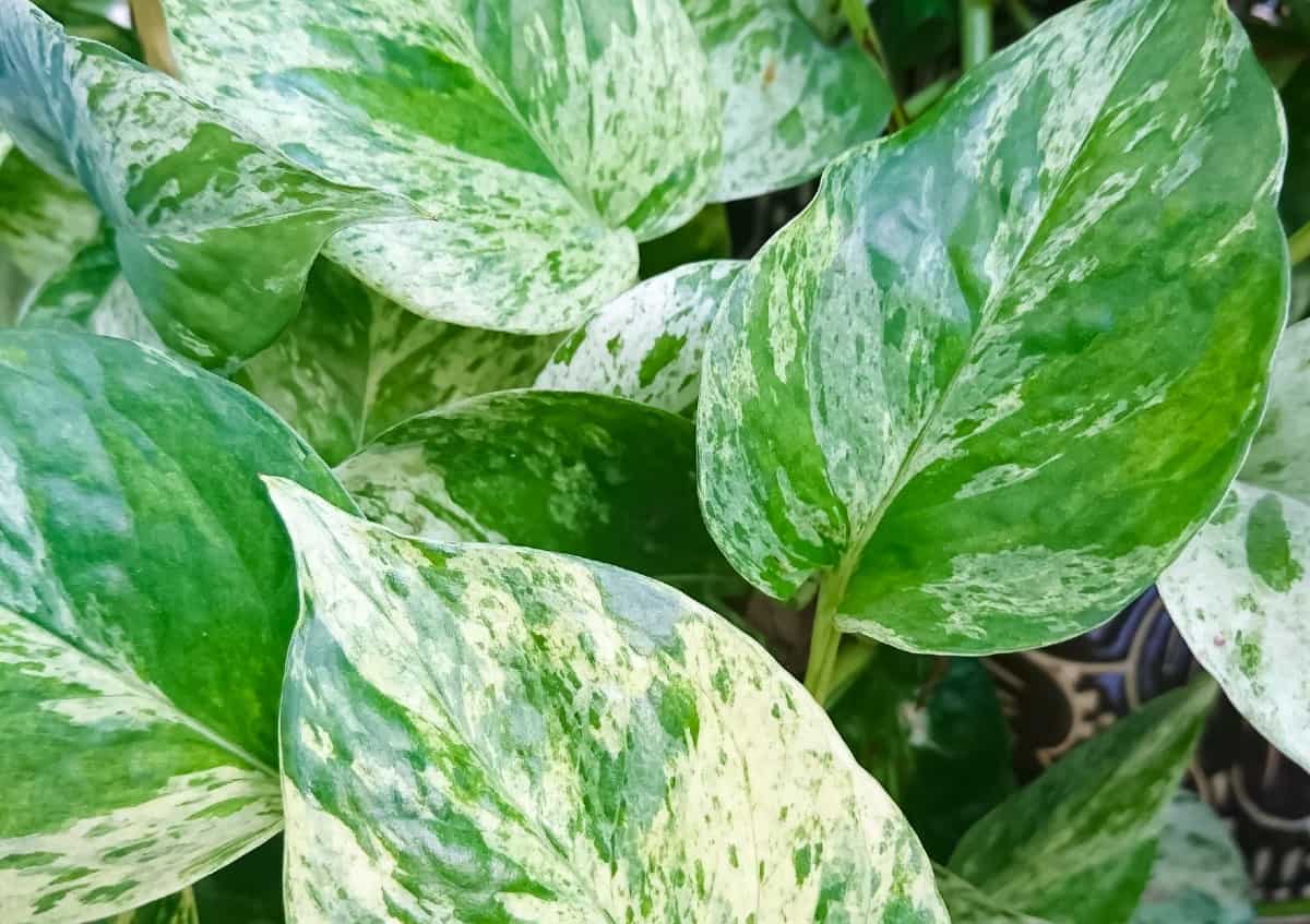 Pothos requires very little maintenance.